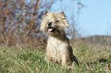 CAIRN TERRIER 331